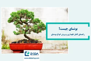 معرفی بونسای
