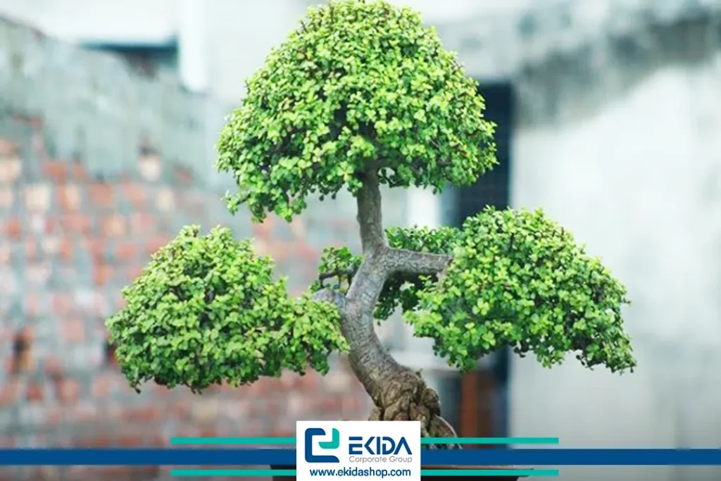 درخت بونسای