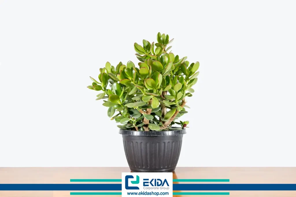 گیاه بونسای