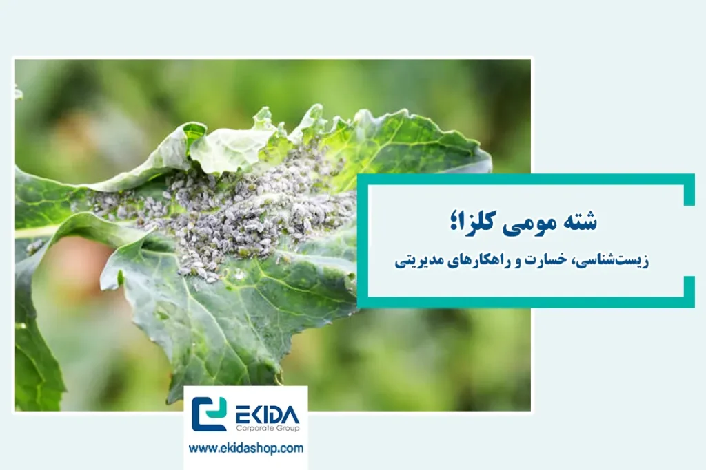 شته مومی کلزا