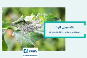 شته مومی کلزا