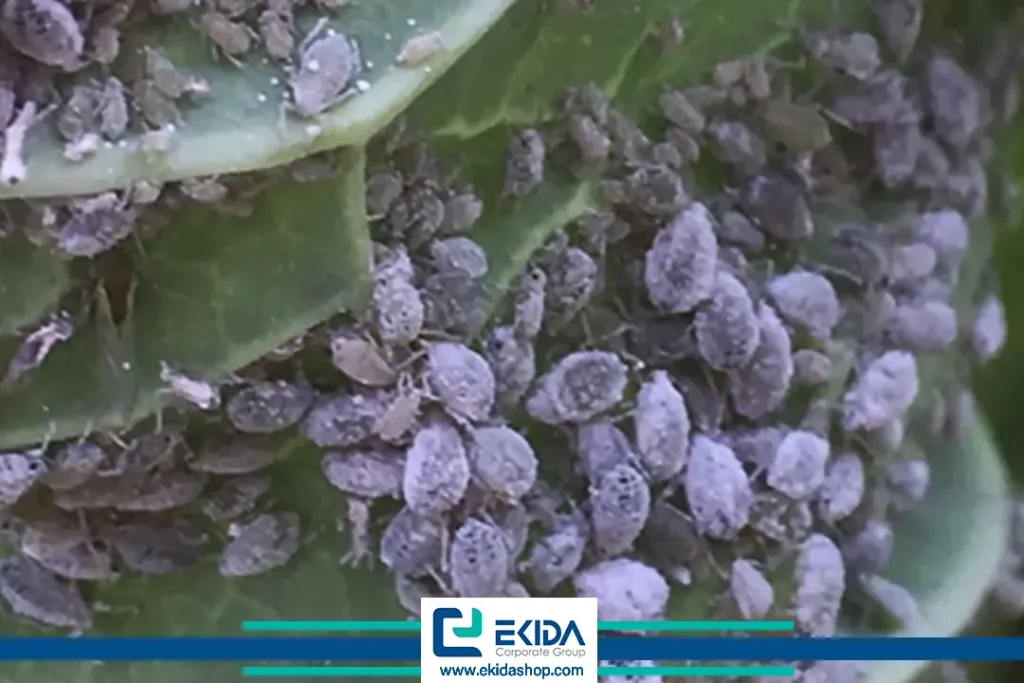 شته مومی در درختان کلزا