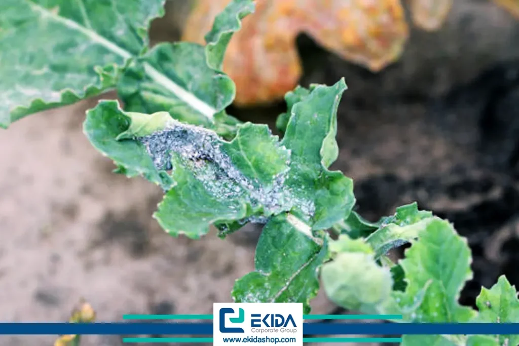 شته مومی در کلزا