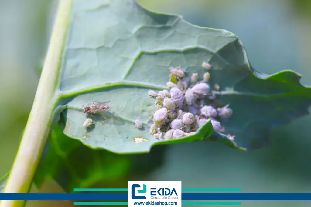 شته‌های مومی کلزا