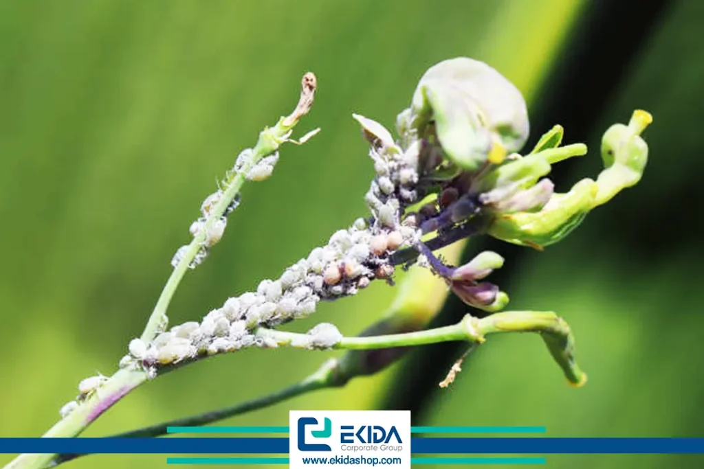 وجود شته مومی در درخت کلزا