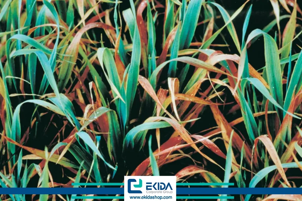 ویروس کوتولگی زرد غلات