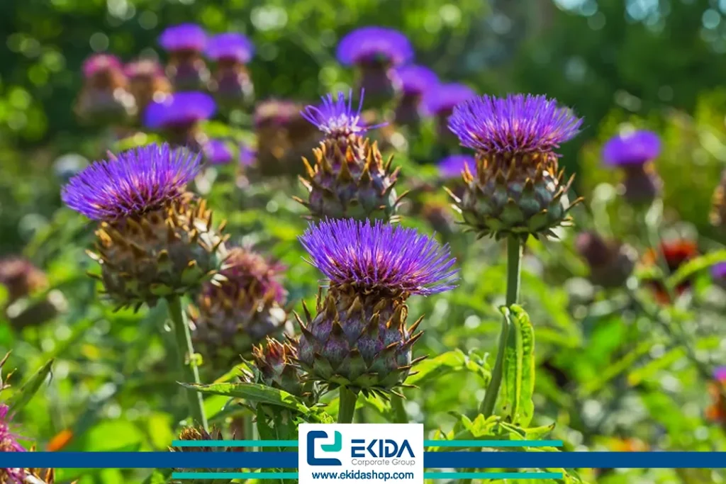 کنگر صحرایی