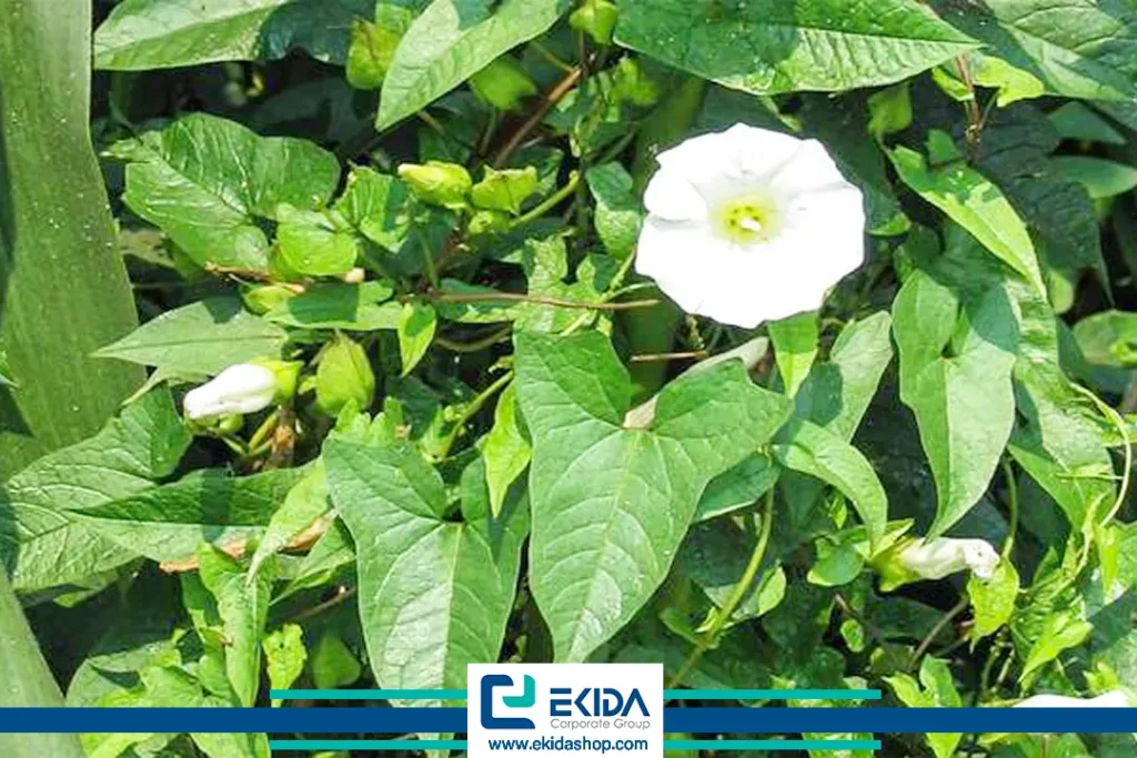 پیچک صحرایی