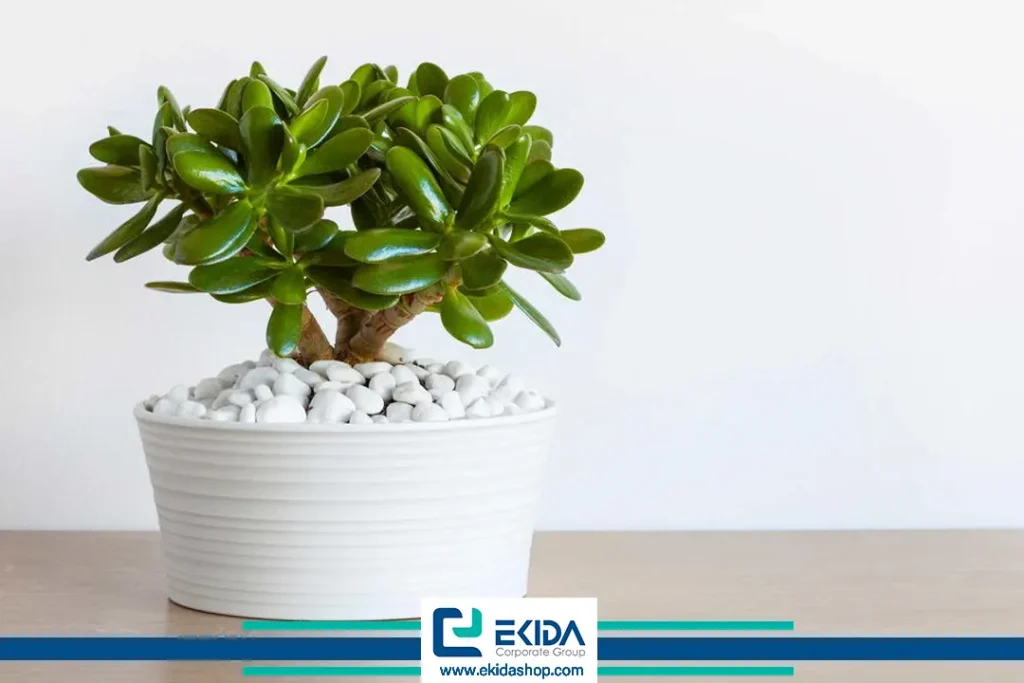 بونسای کراسولا