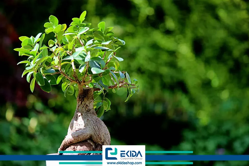 فیکوس جینسینگ 