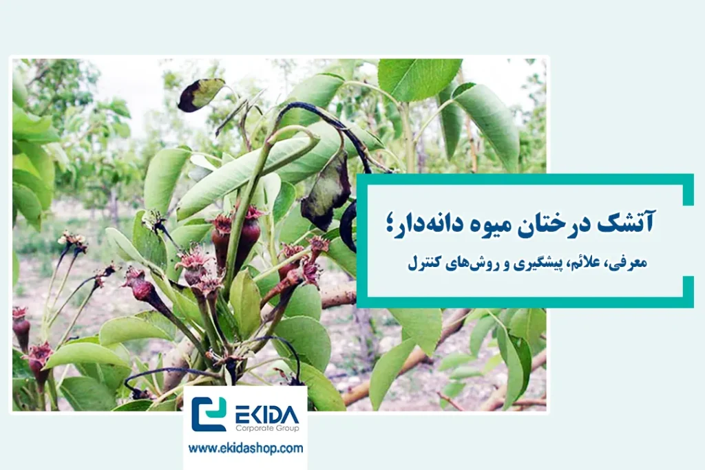 آتشک درختان میوه دانه دار