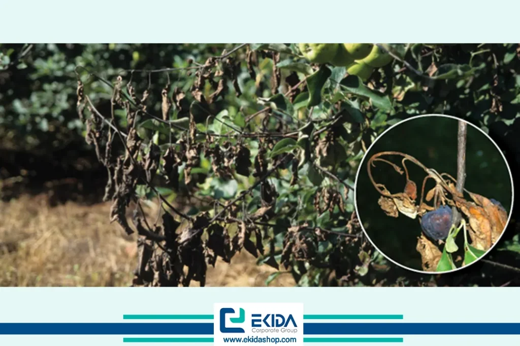 بیماری آتشک