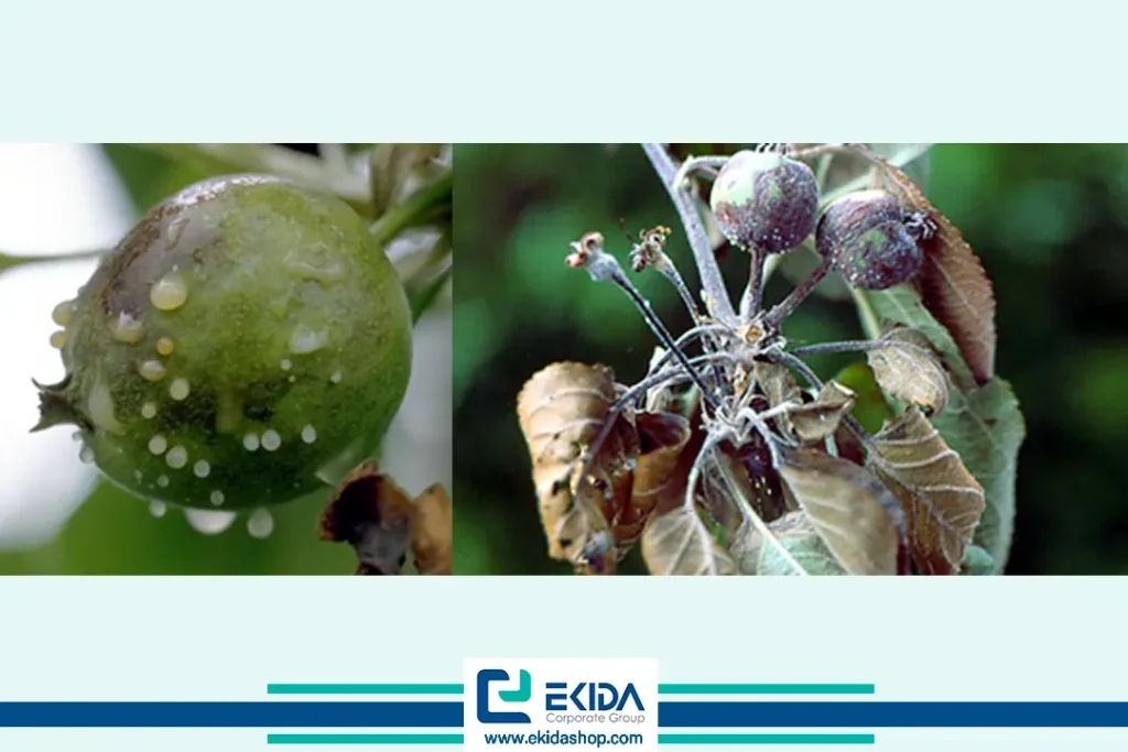 علائم بیماری آتشک