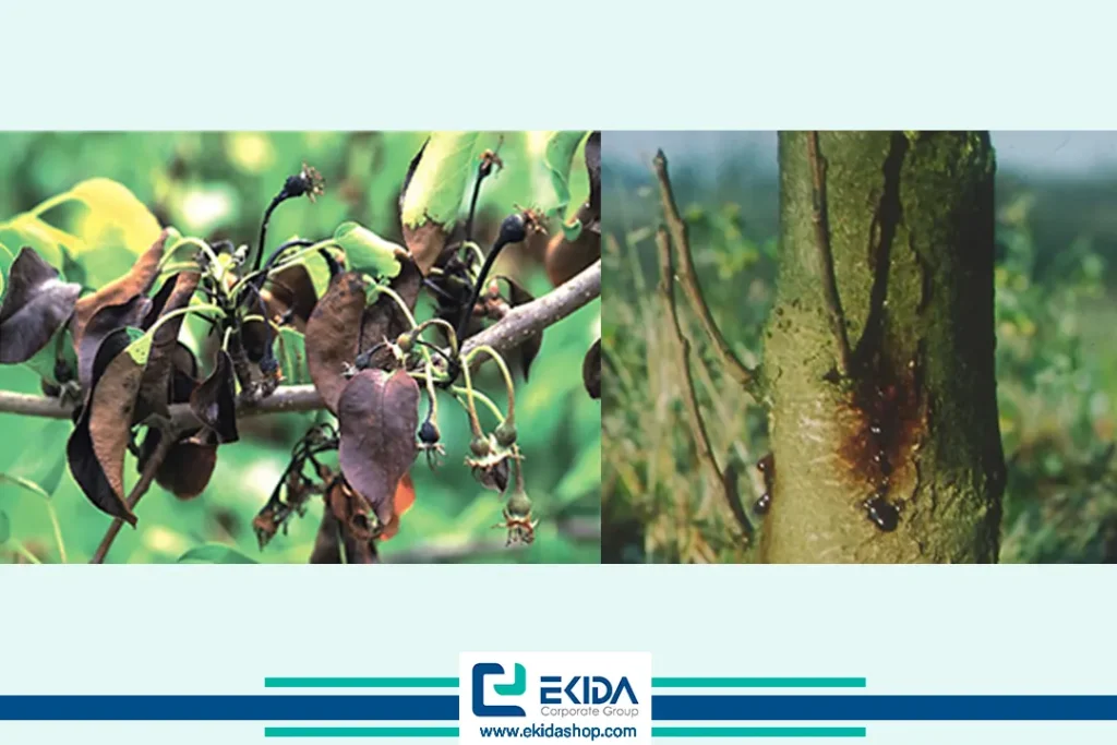 آتشک روی تنه درختان