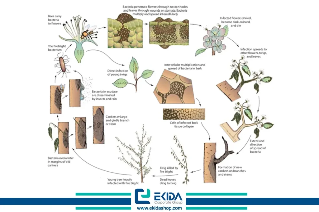 چرخه بیماری آتشک