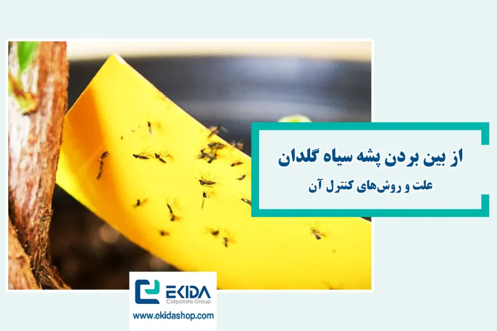 پشه سیاه گلدان