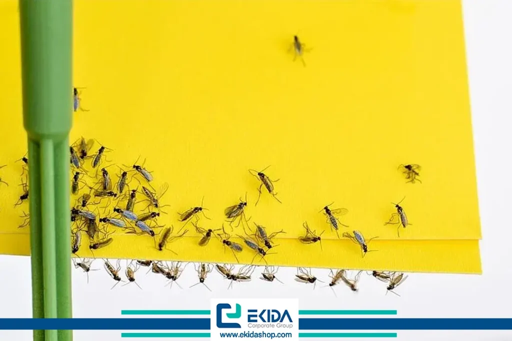 پشه سیاه گلدان چیست