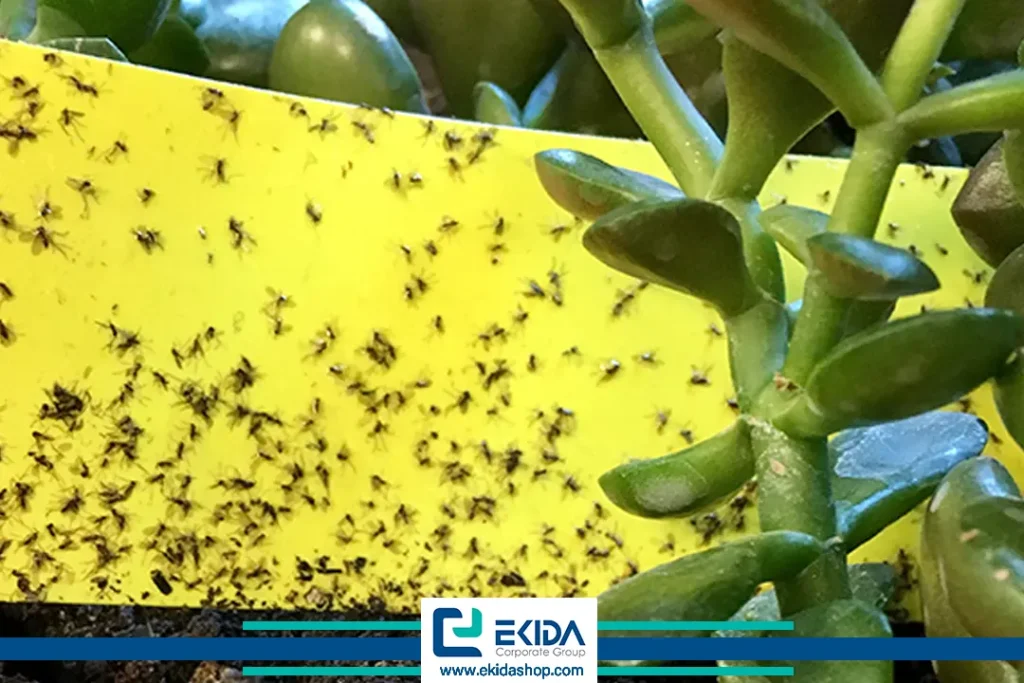 نصب کارت زرد برای کنترل پشه سیاه گلدان