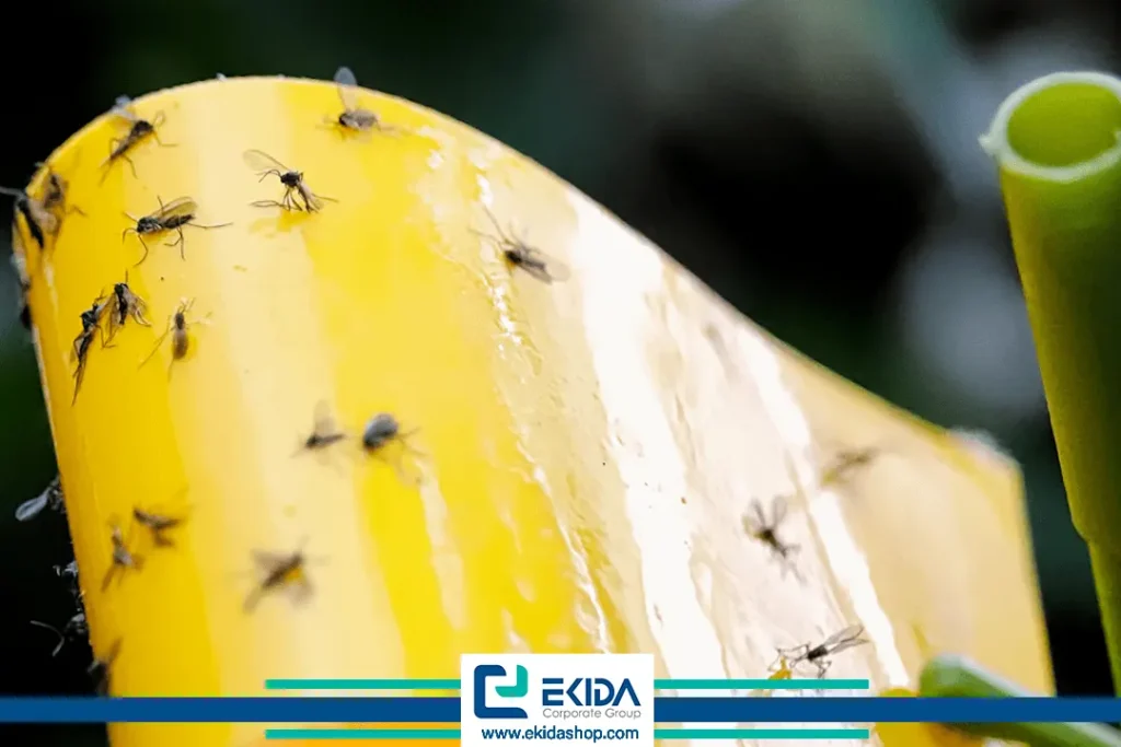 کنترل پشه سیاه گلدان