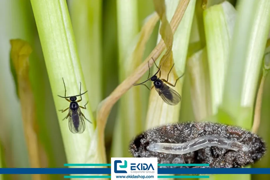 درباره پشه سیاه گلدان