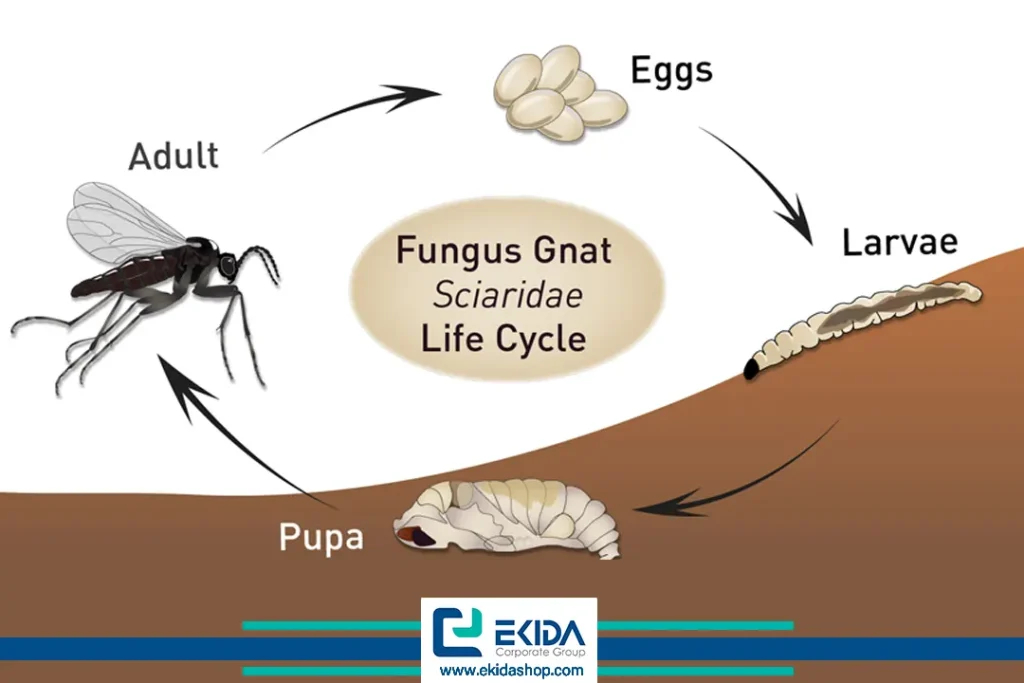 چرخه زندگی پشه سیاه گلدان