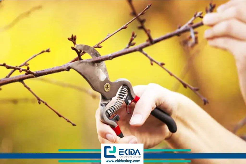 هرس و حذف شاخه‌های آلوده در باغات