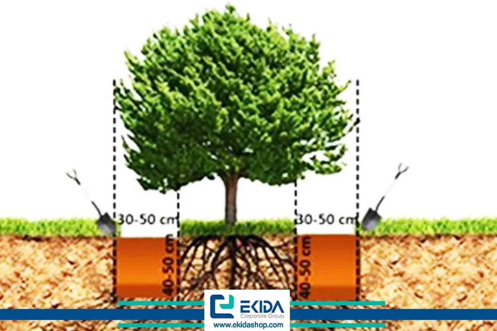 چالکود زمستانه