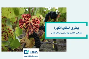آشنایی با بیماری اسکای انگور