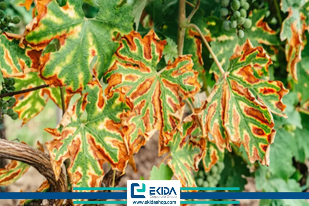 بیماری اسکای مو