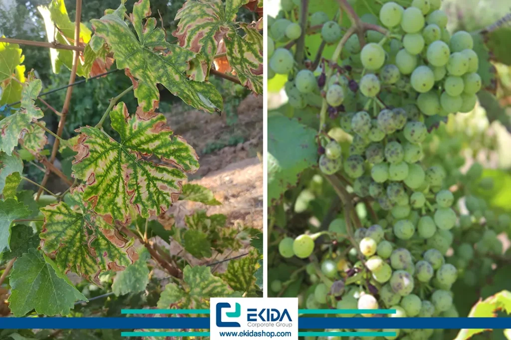 علائم بیماری اسکای انگور