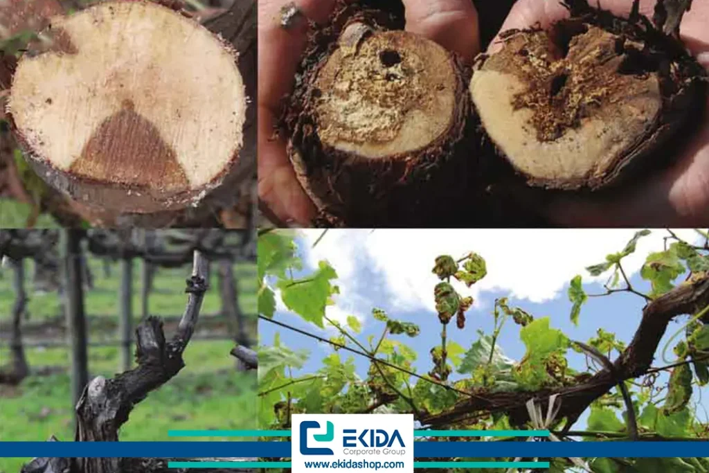 علائم بیماری اسکای انگور روی تنه