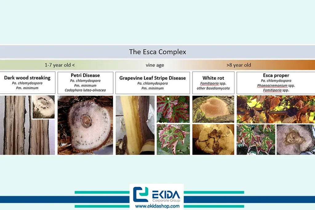 آشنایی با بیماری اسکای انگور