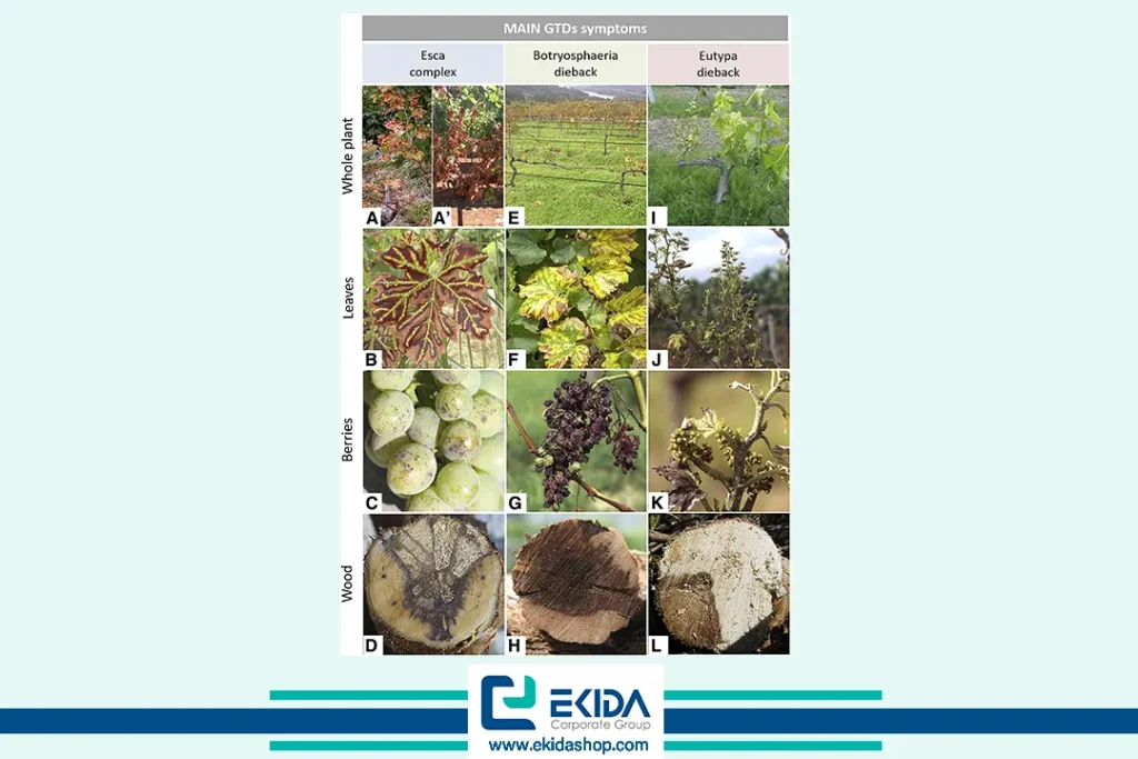 روند بیماری اسکای انگور