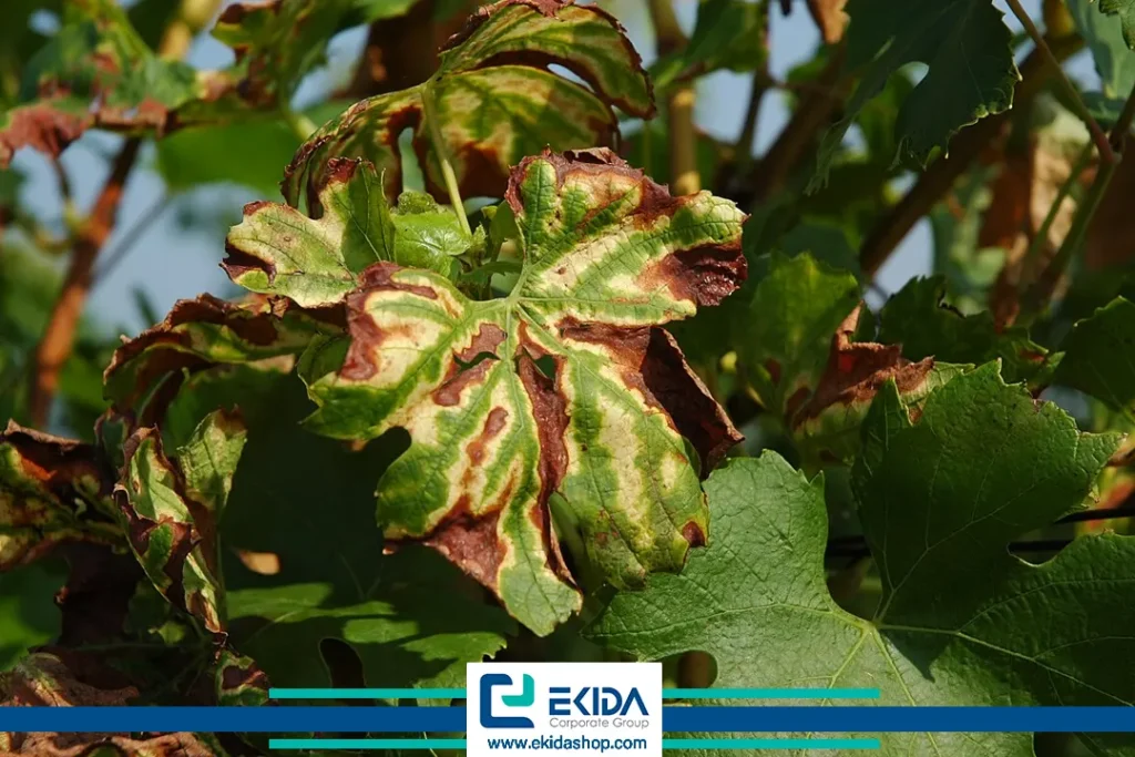 بیماری اسکای مو روی برگها