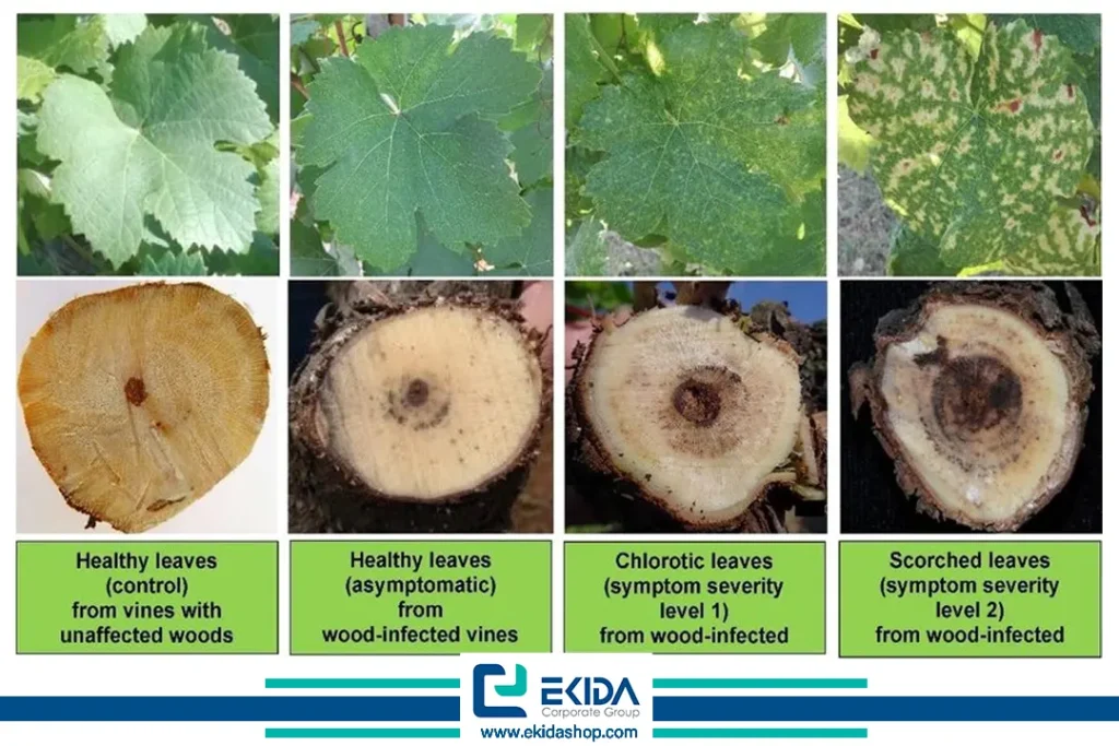 پیشرفت بیماری اسکای انگور