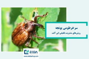 سرخرطومی یونجه