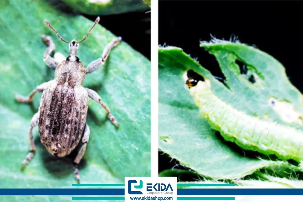 آفت سرخرطومی یونجه