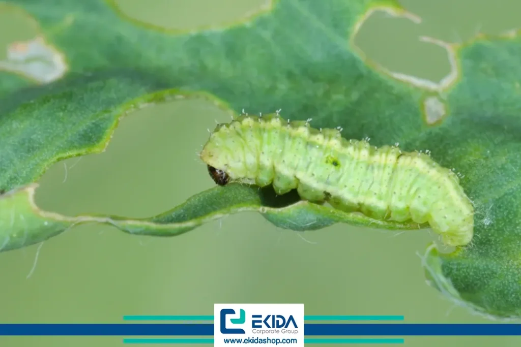 خسارت سرخرطومی یونجه