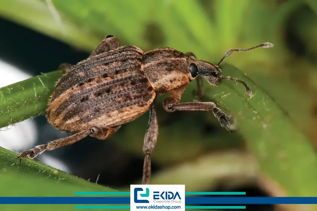 سرخرطومی یونجه روی برگ