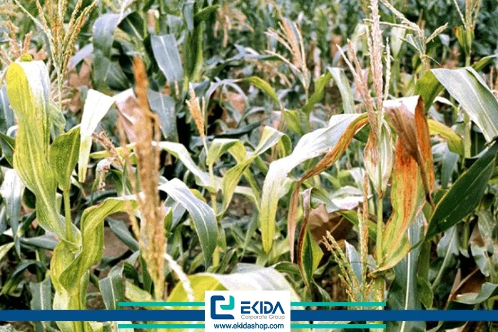 ویروس موزاییک ایرانی ذرت