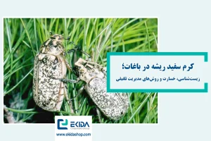 کرم سفید ریشه