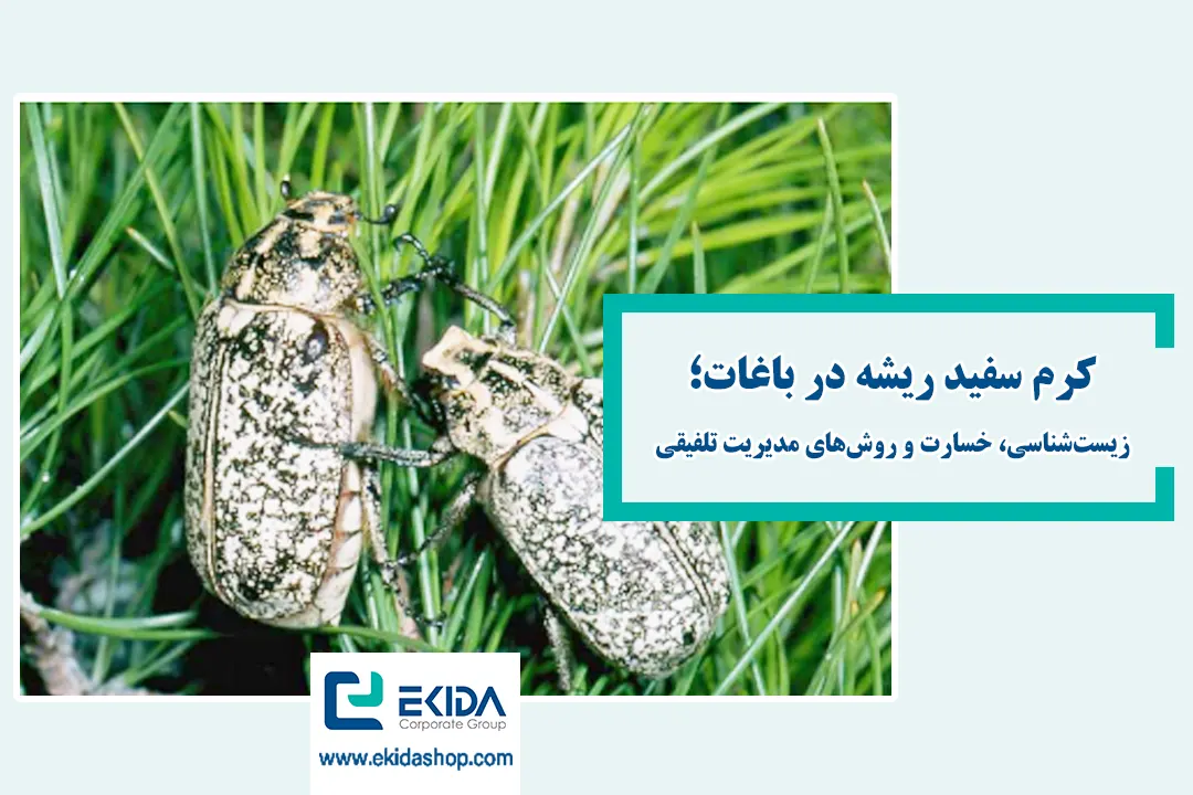 کرم سفید ریشه