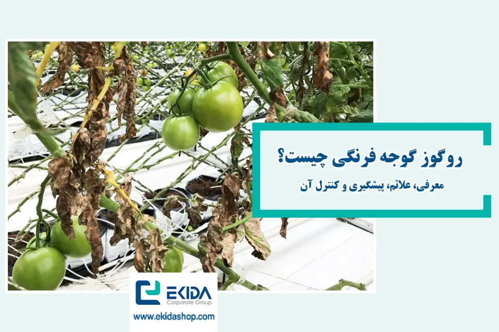 روگوز گوجه فرنگی