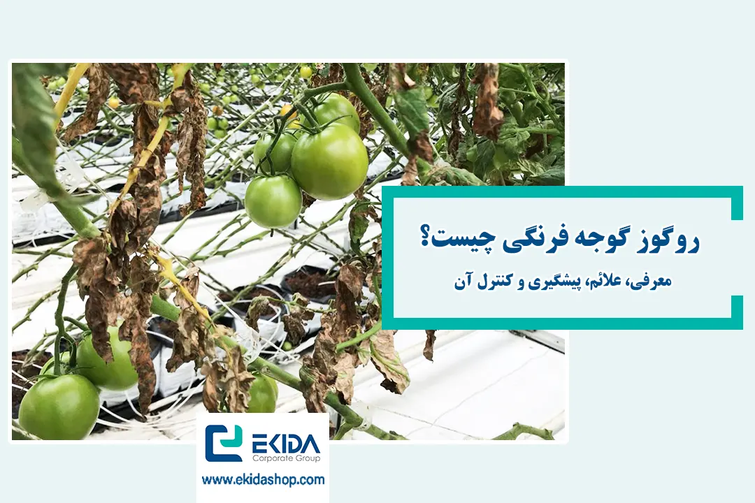 روگوز گوجه فرنگی