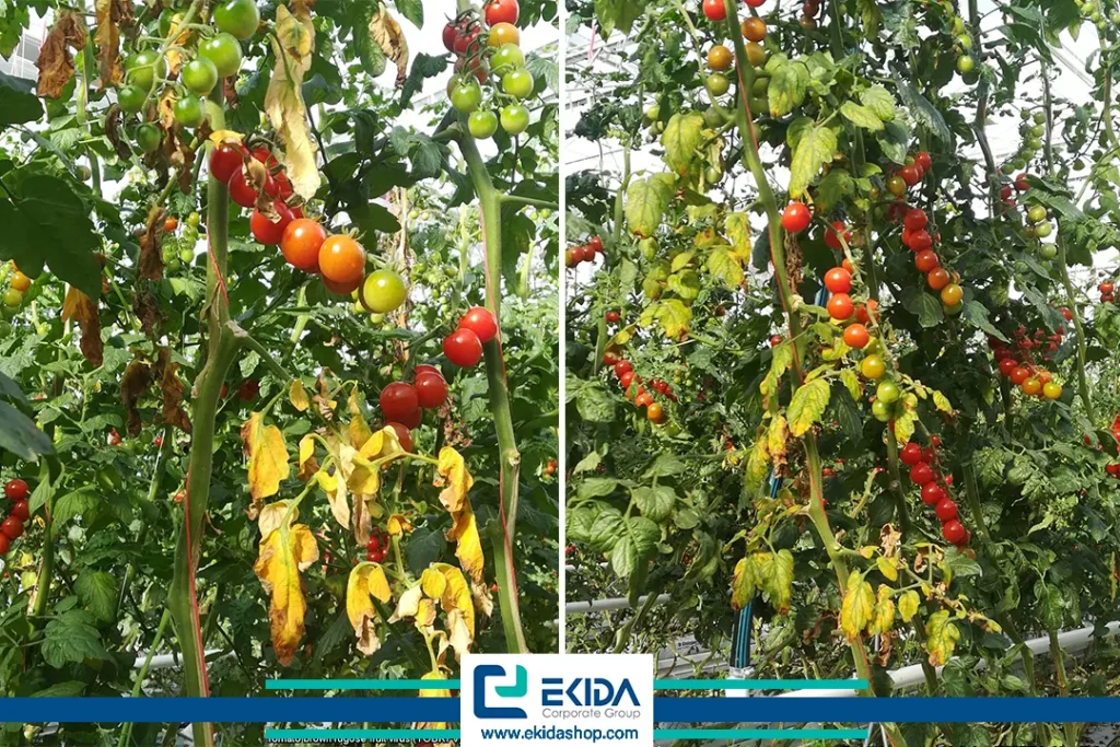 علائم روگوز گوجه فرنگی