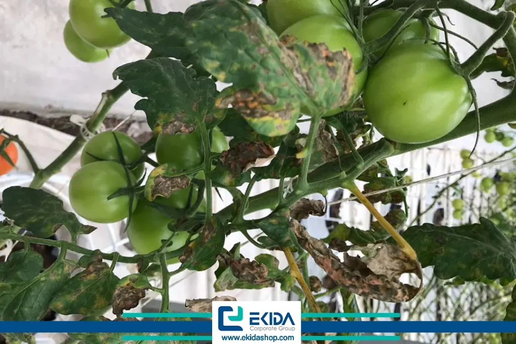 بیماری روگوز گوجه فرنگی