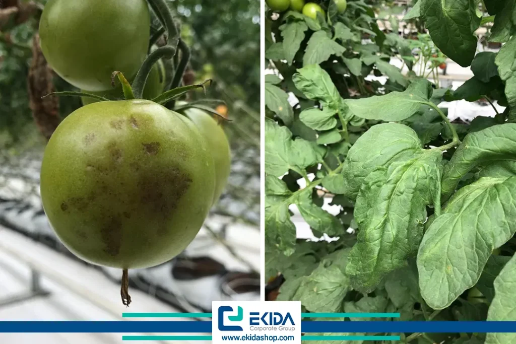 بیماری روگوز در گوجه فرنگی