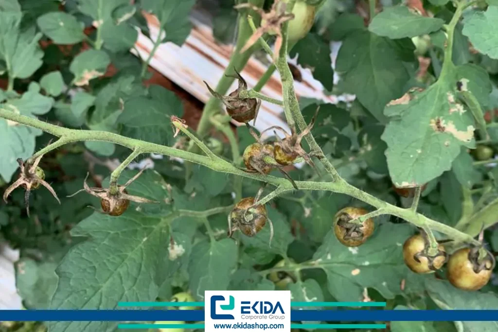 میوه های مبتلا به روگوز