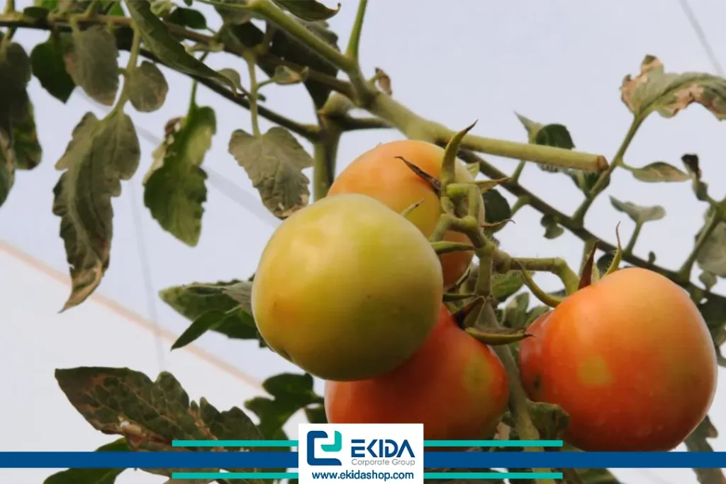 روگوز در گوجه فرنگی