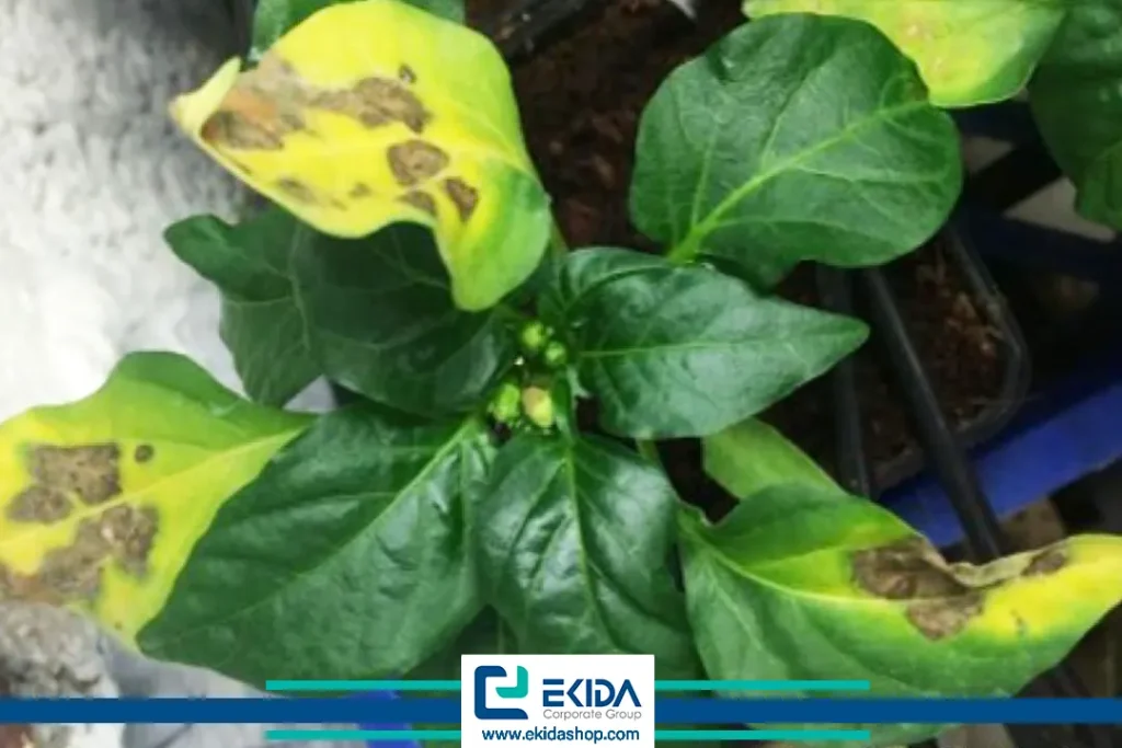 علائم روگوز در برگ گوجه فرنگی